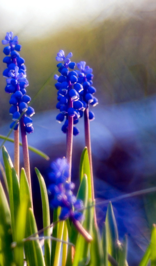 	   Blue flowers Muscari