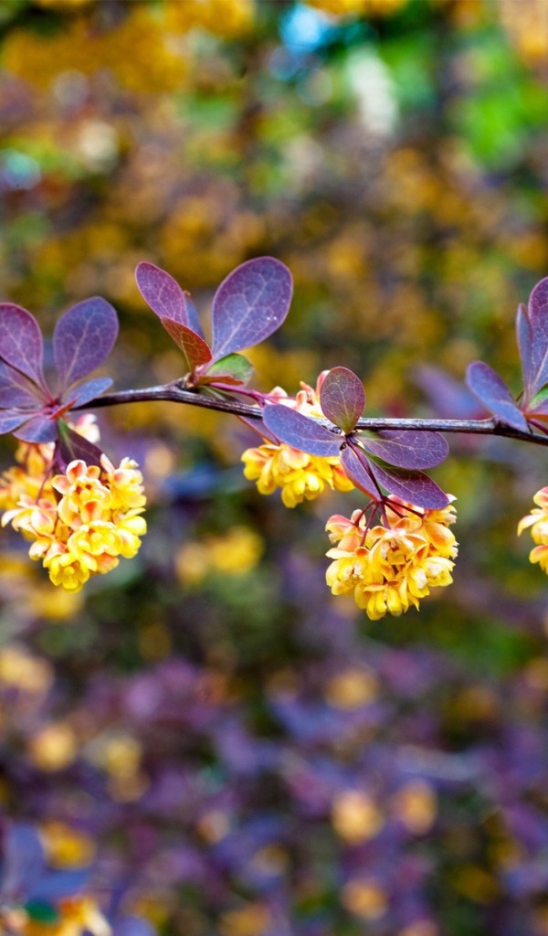 Синие листья и желтые цветы