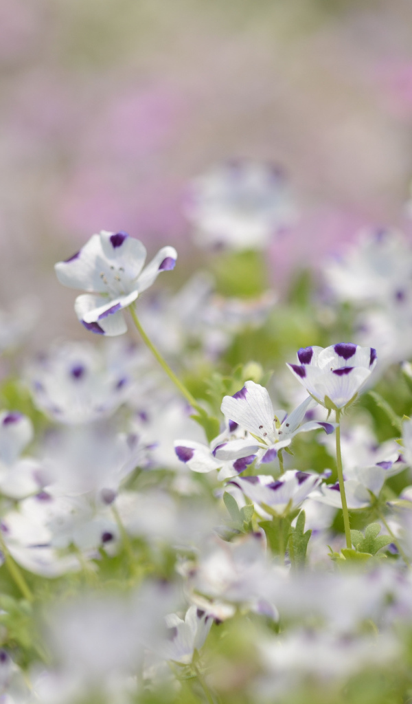 Сине белые цветки льна