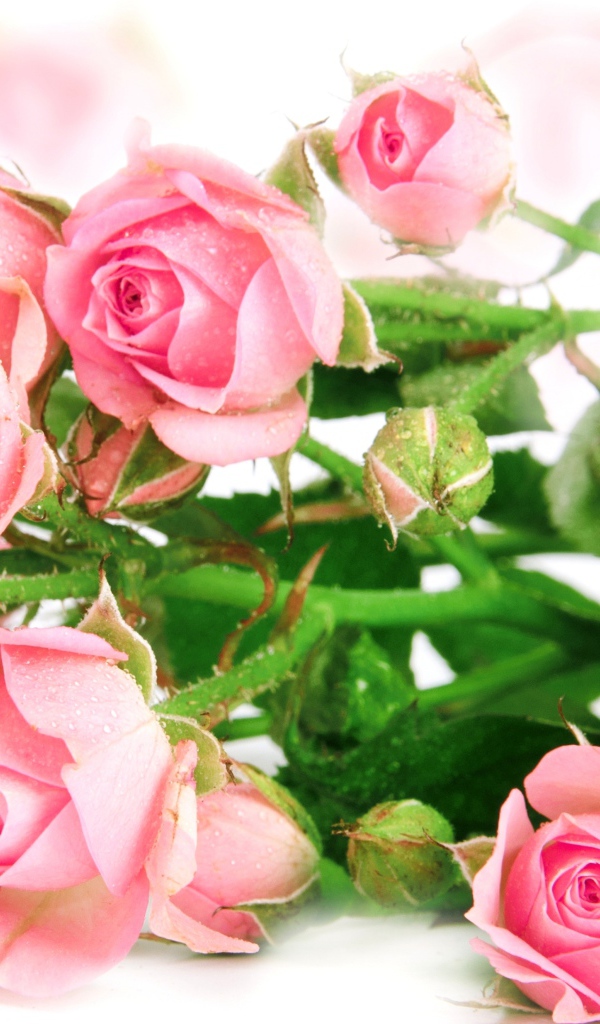 Букет роз с каплями воды