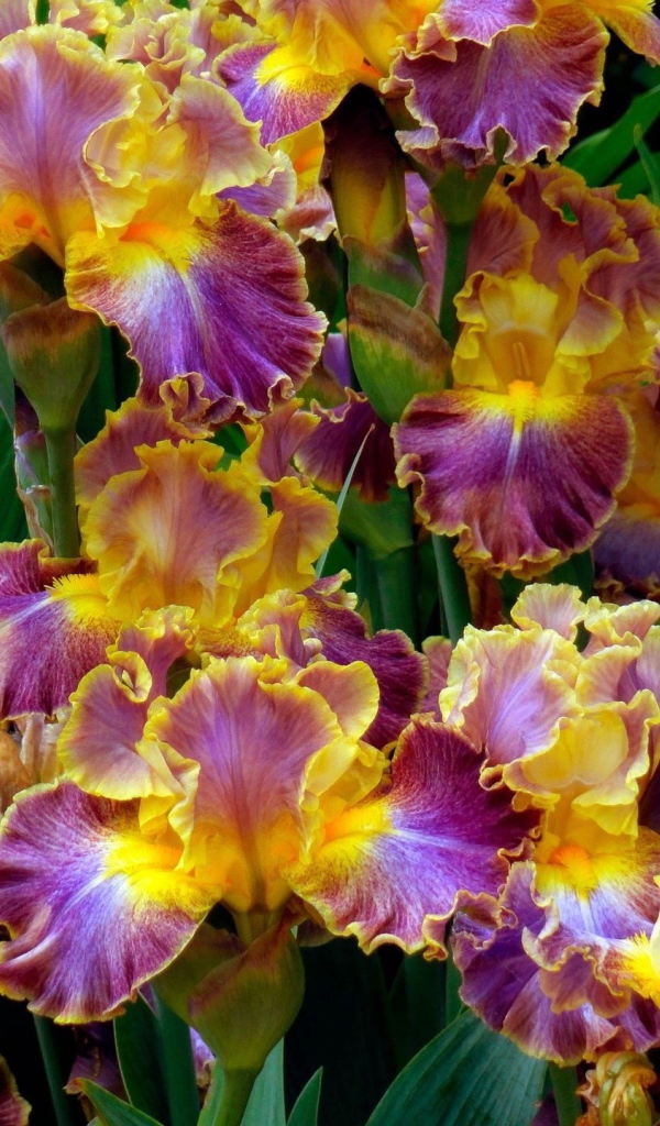 Яркие ирисы