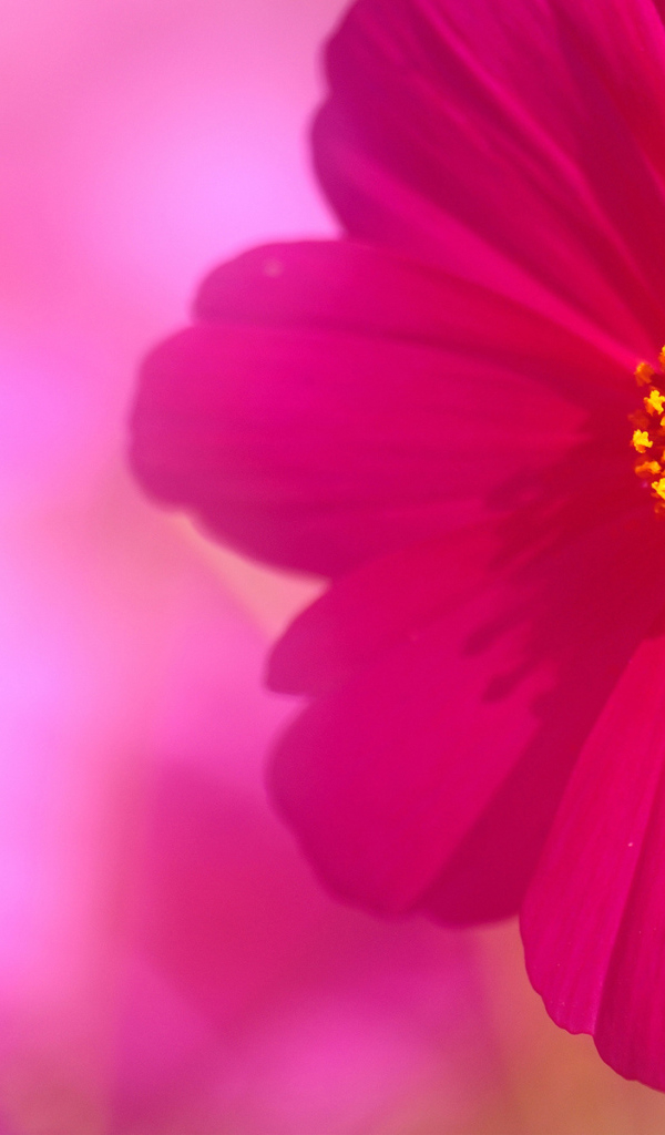 Бутон и цветок космеи