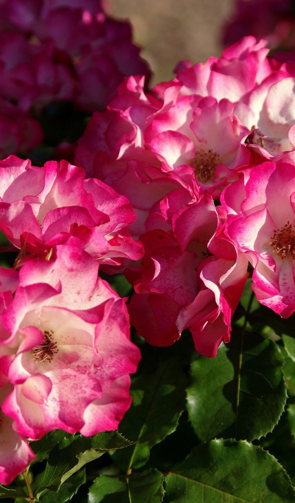 Кусты розовых цветов