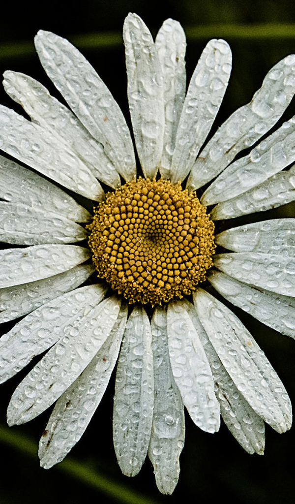 Ромашка с каплями