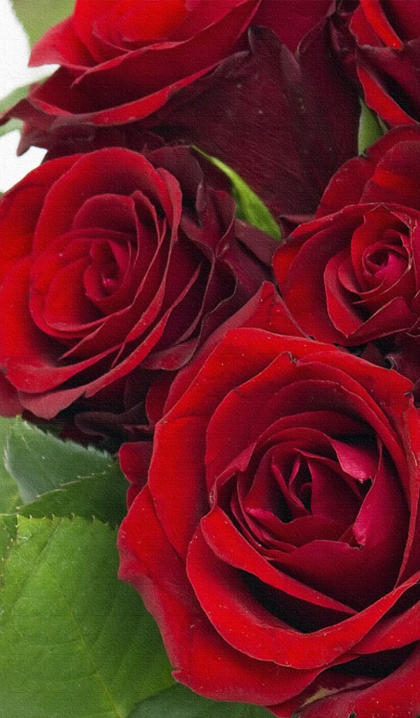 Темно красные розы
