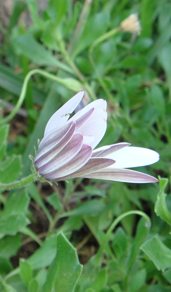 Нежный розовый цветок