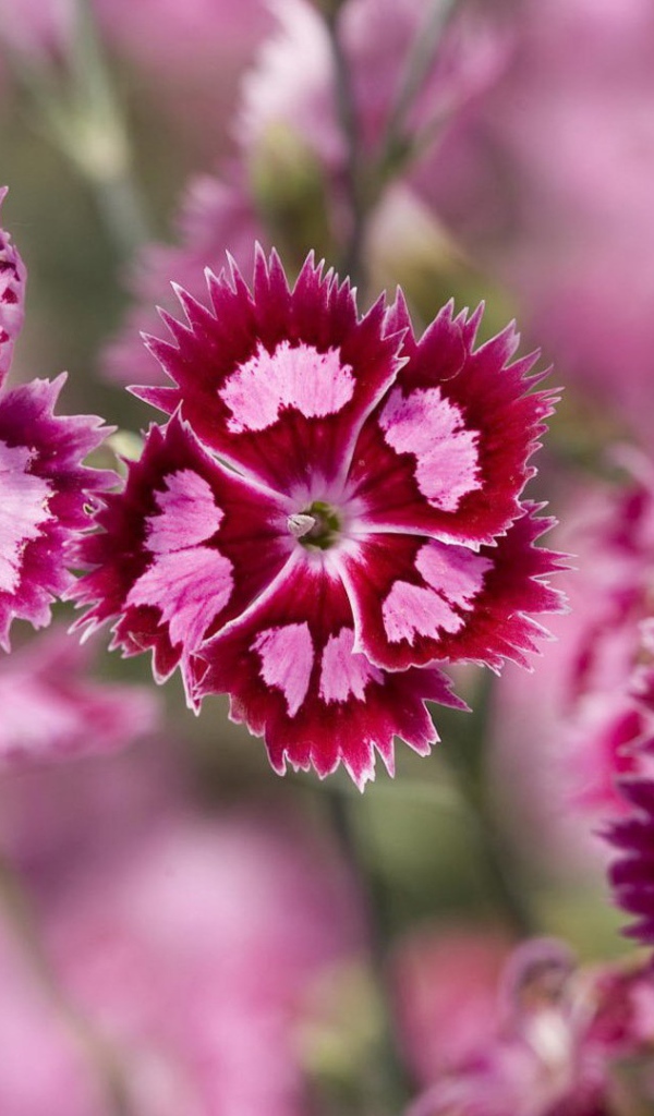 Нежные розовые цветы