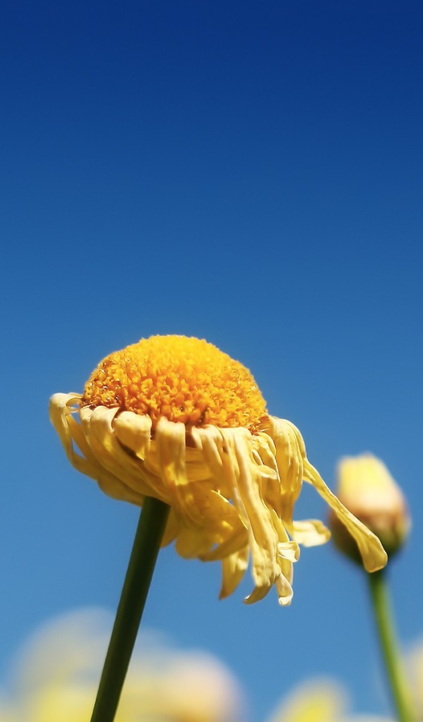 Засохший цветок