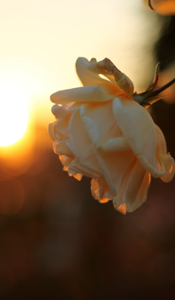 Увядающая роза на закате солнца