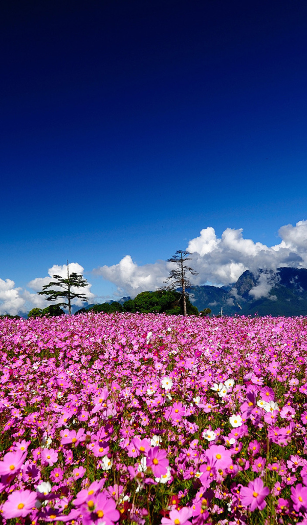 Поле цветов космеи