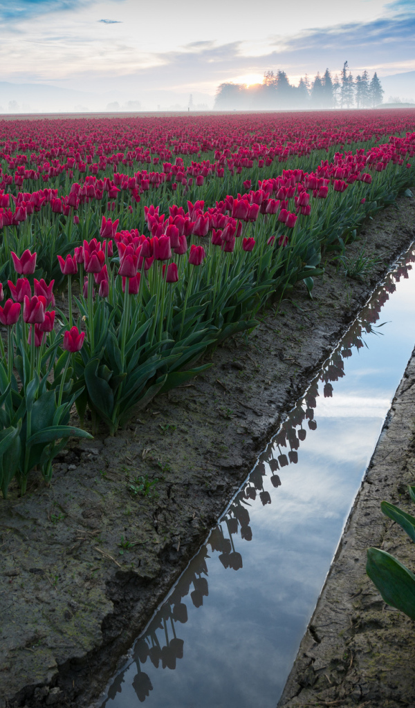 Поле розовых тюльпанов