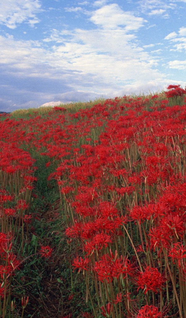 Поле красных цветов