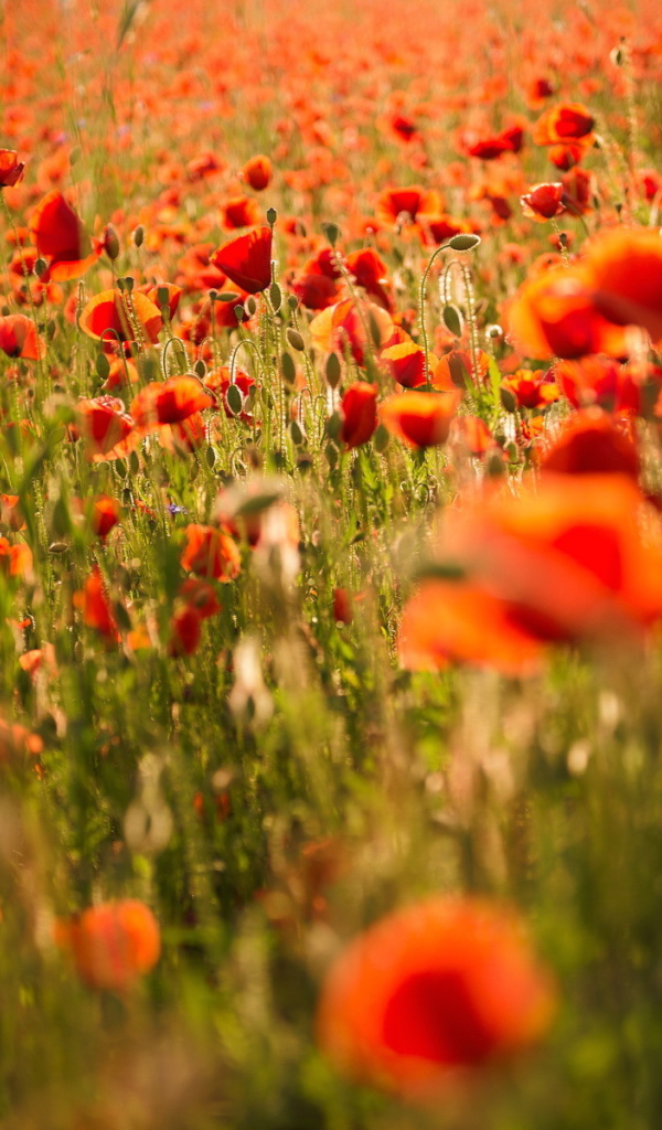 Поле красных маков