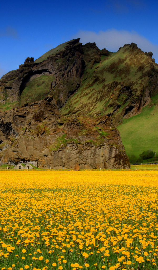 Поле желтых цветов