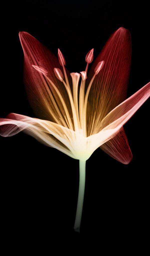 Цветок на черном фоне