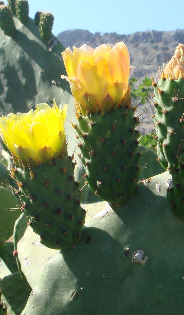 Цветущий кактус