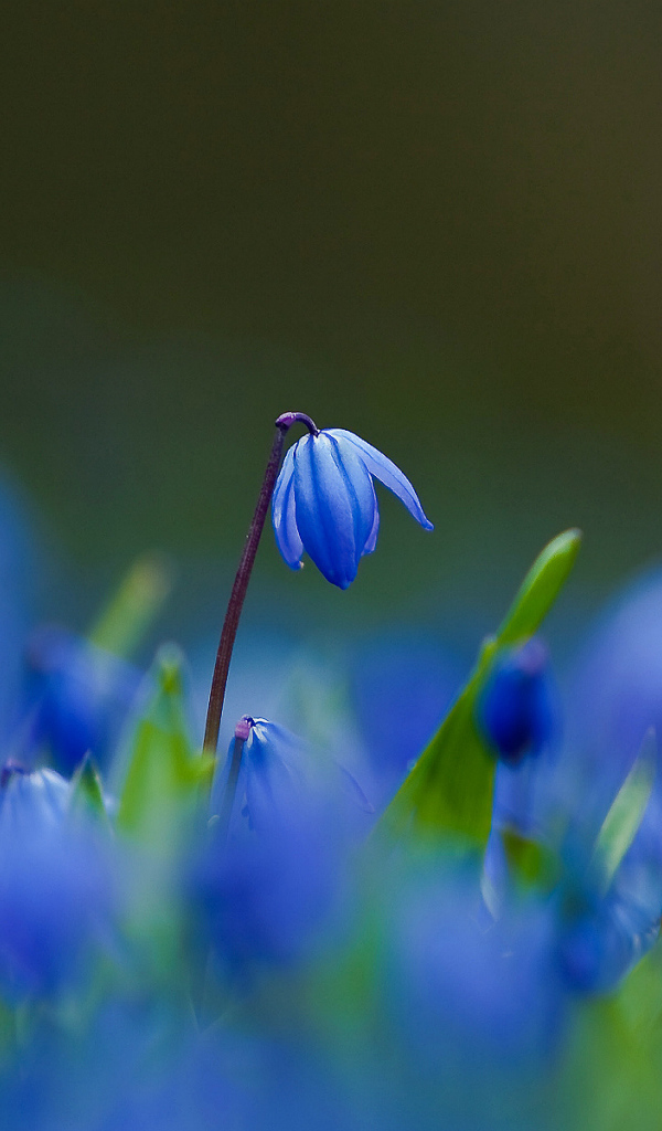 Цветы синие пролески