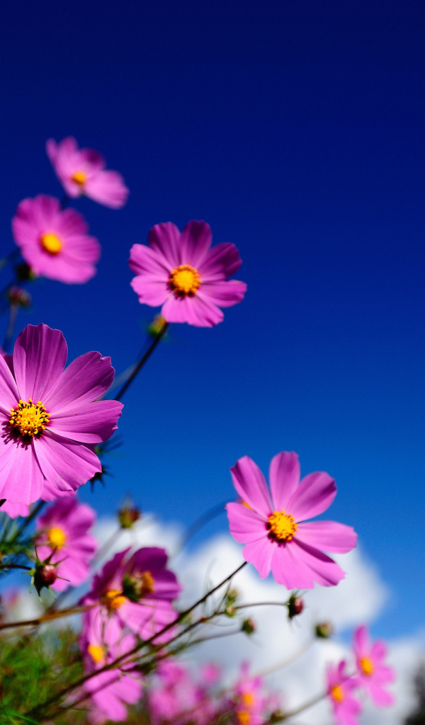 Цветы Космея