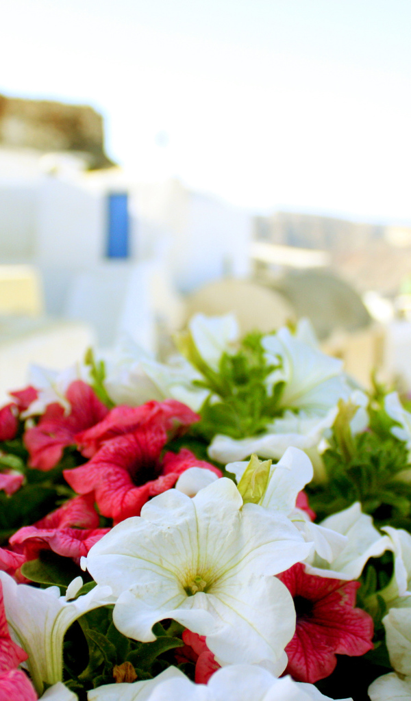 Цветы в Греции