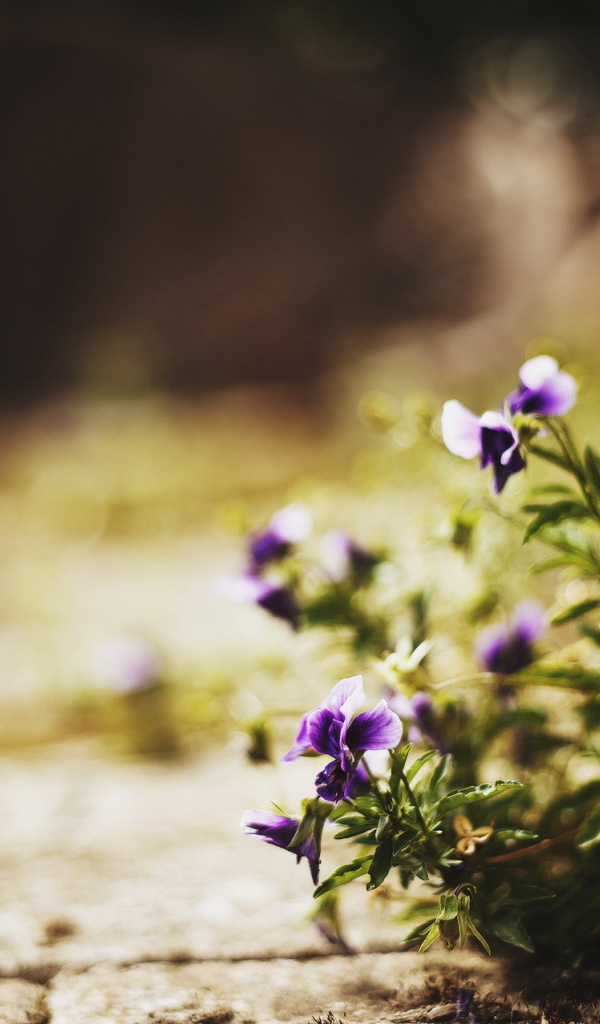 Цветы в городе