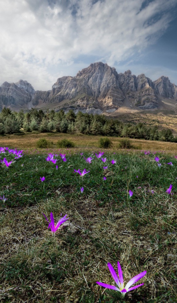 Цветы в горах