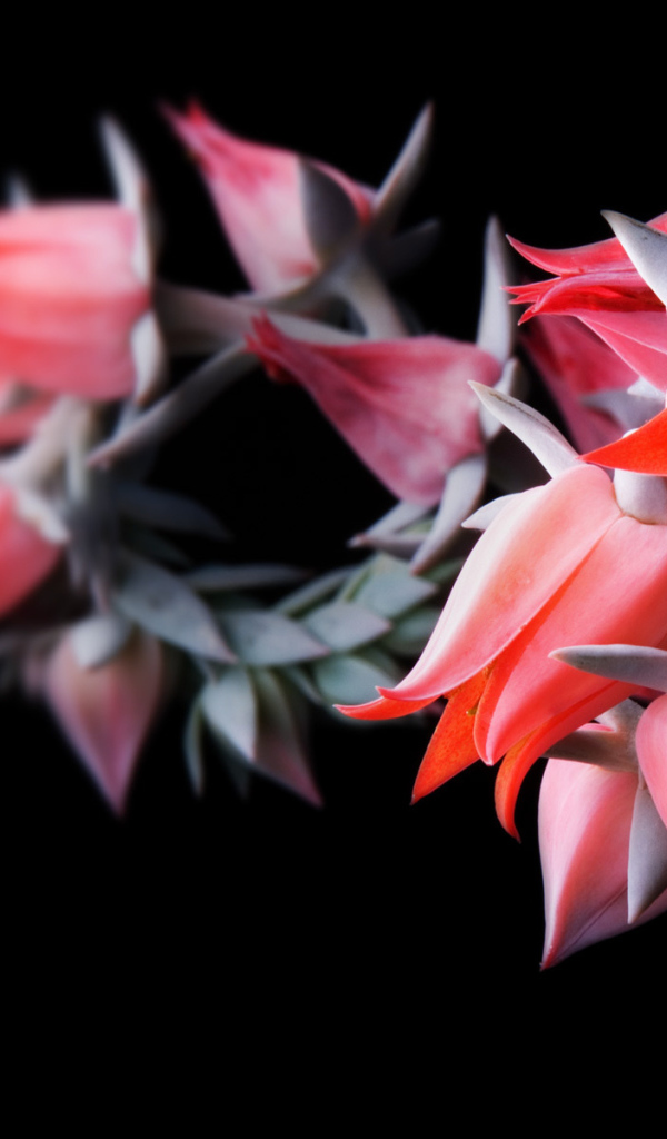 Цветы на черном фоне