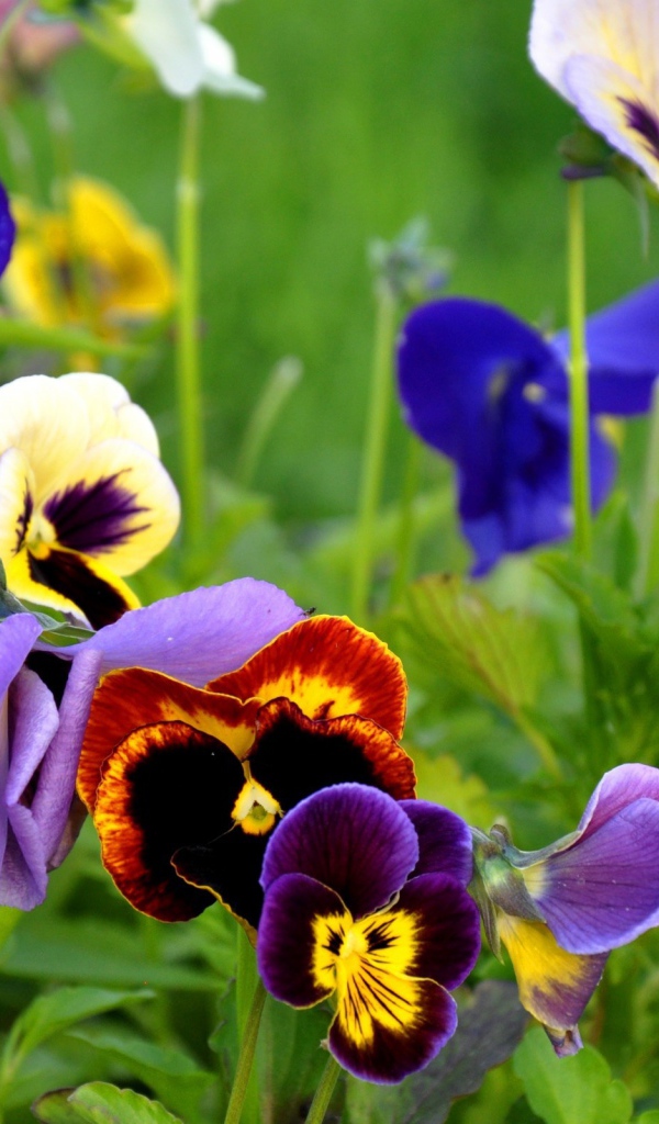 Цветы Анютины глазки