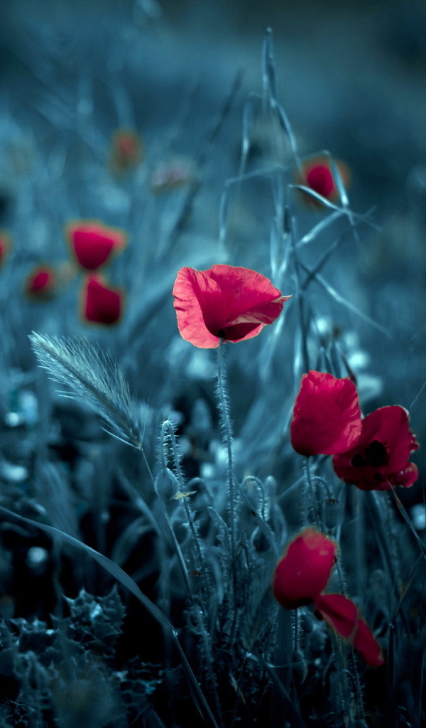 Цветки мака