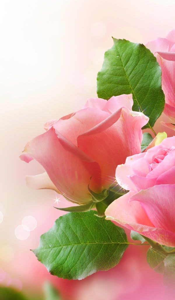 Цветы розы с листьями