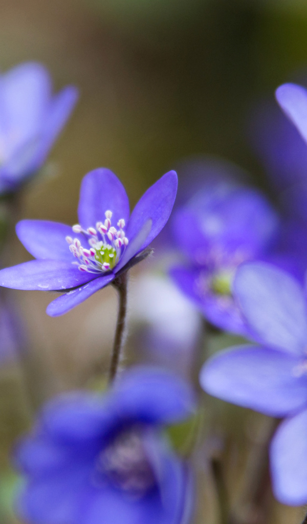 Цветы подснежники