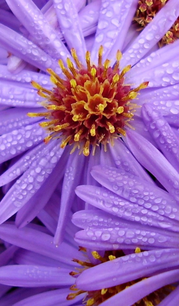 Цветы с каплями на лепестках