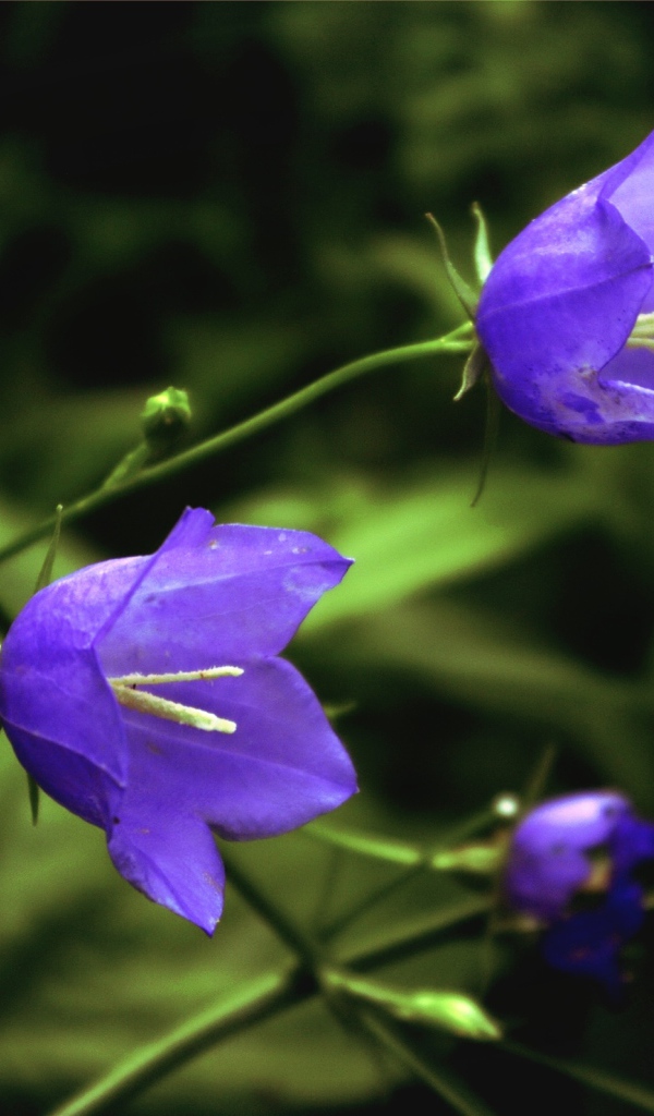 Лесные колокольчики