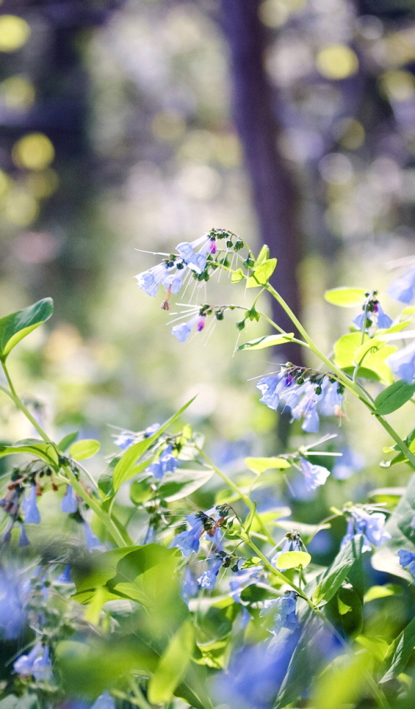 Лесные цветы колокольчики