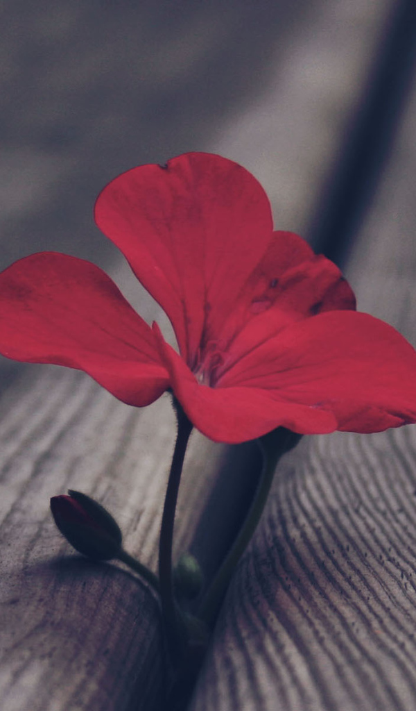 Цветок герани