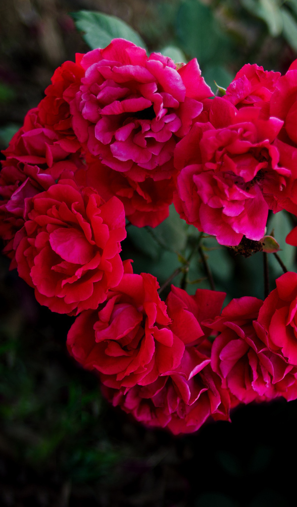 Сердечко из роз