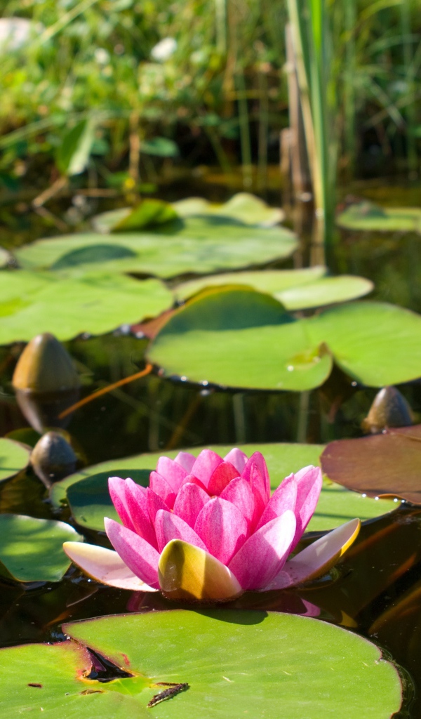 Озеро с водяной лилией