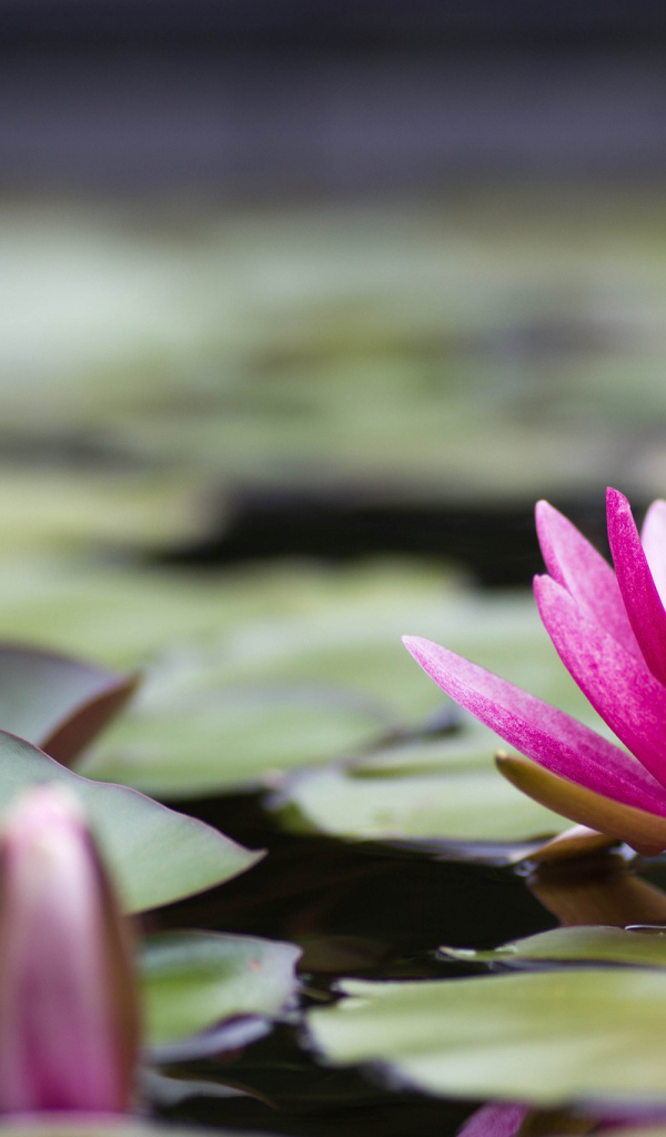 Большая розовая лилия