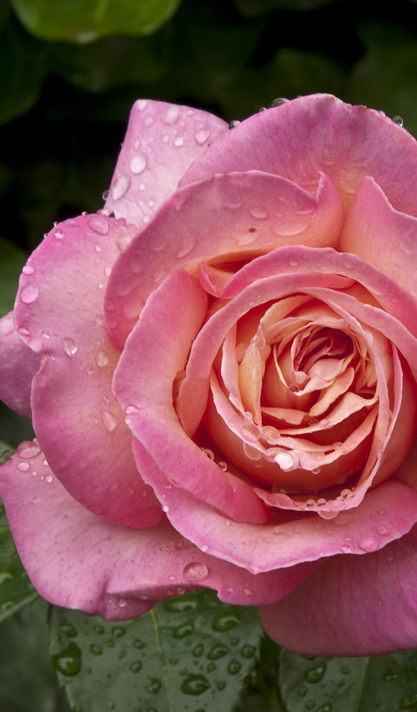 Большая роза с каплями воды