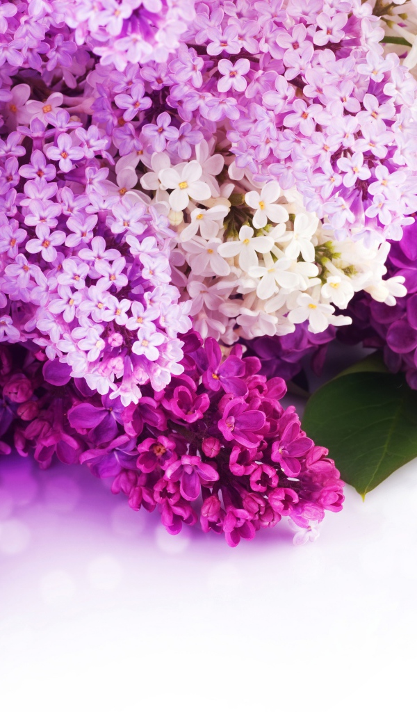 Цветы сирени