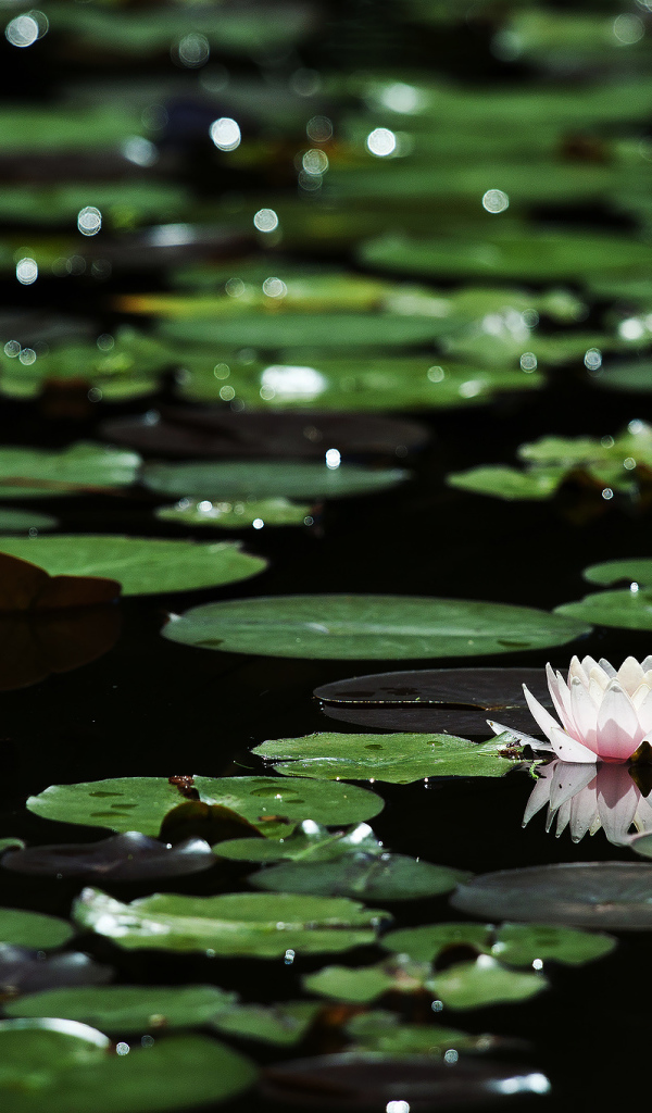 Лилии на темной воде