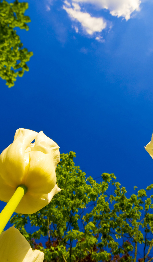 Взгляд на тюльпаны снизу