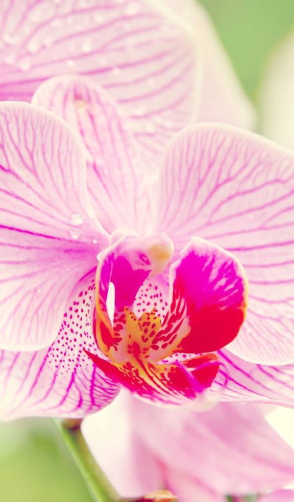 Розовые орхидеи