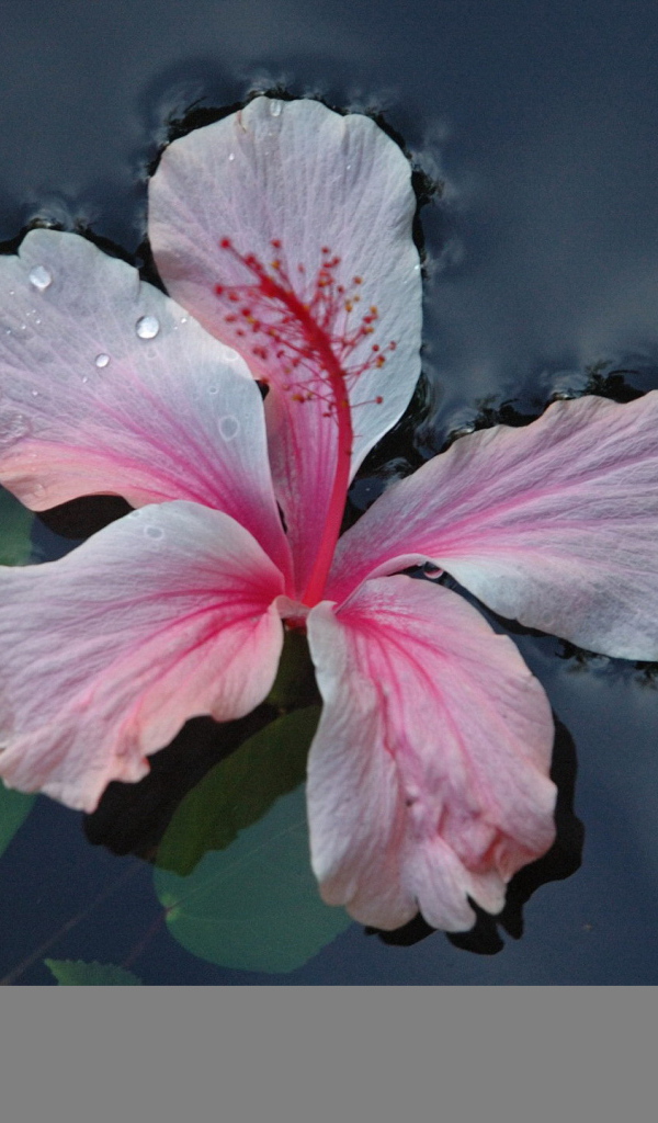 Розовый цветок на воде