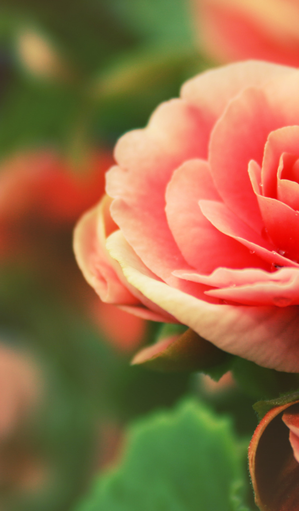 Розовый цветок Роза