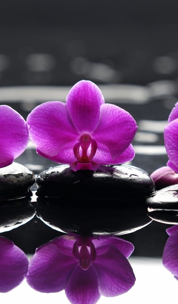 Розовые орхидеи на камнях