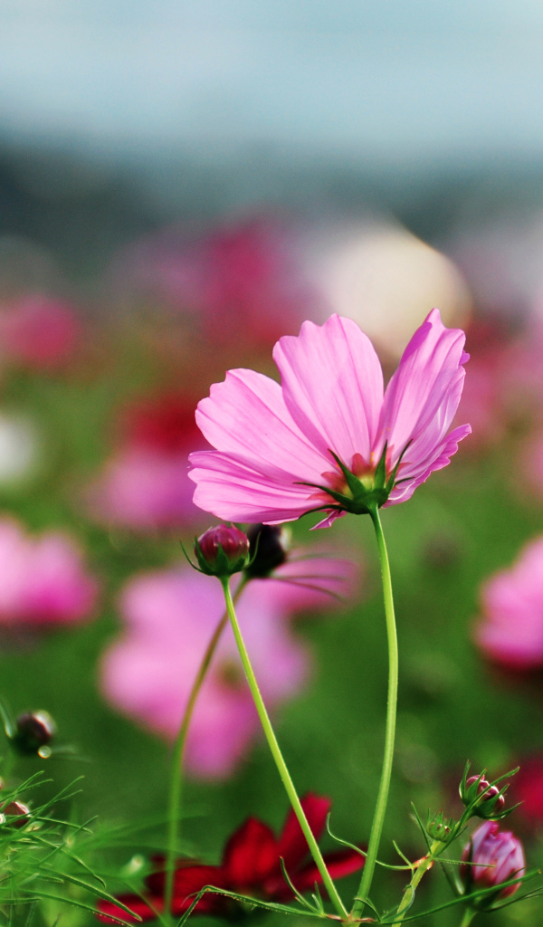 Розовые лепестки космеи