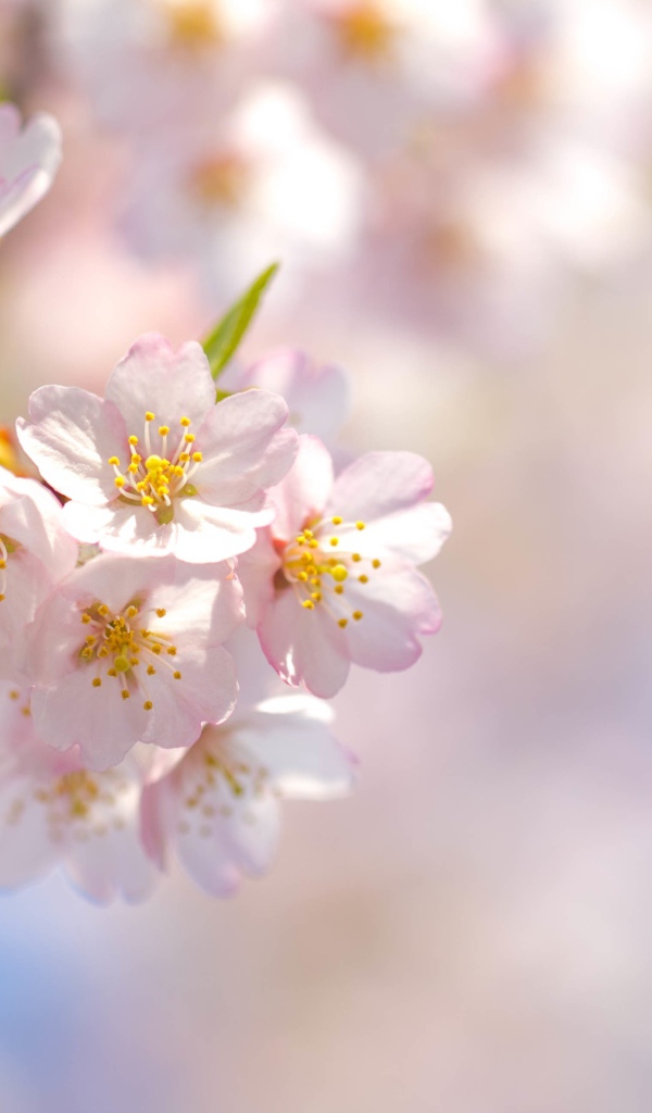 Розовые лепестки цветущей сакуры