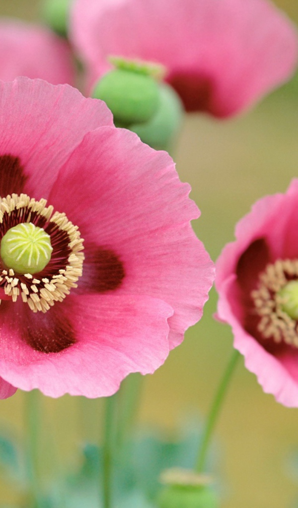 Розовые цветы мака