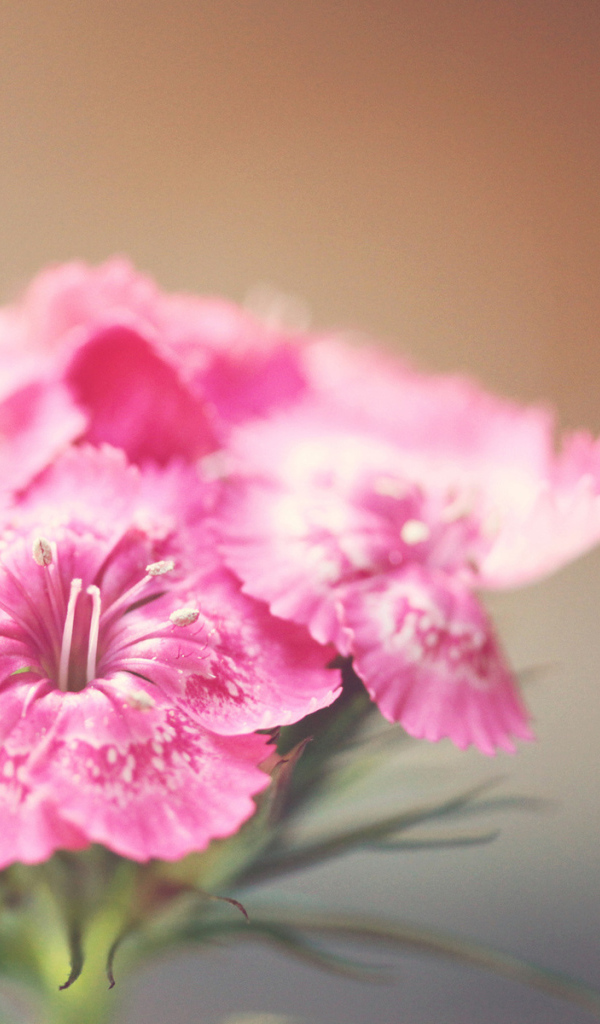 Розовые фиалки