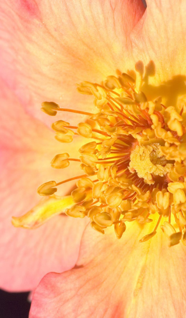 Пестики цветка